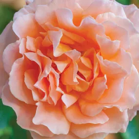 Polka™ Climbing Rose